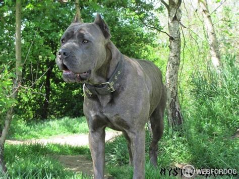 bandog prodej|Bandog predaj